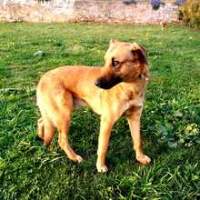 BUGGY, Hund, Mischlingshund in Portugal - Bild 2