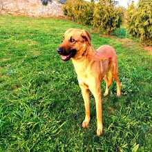 BUGGY, Hund, Mischlingshund in Portugal - Bild 4