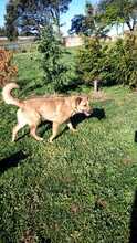 BUGGY, Hund, Mischlingshund in Portugal - Bild 5