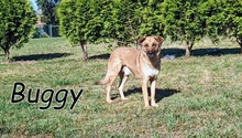 BUGGY, Hund, Mischlingshund in Portugal - Bild 7