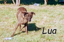 LUA, Hund, Mischlingshund in Portugal - Bild 1