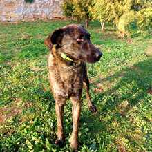 LUA, Hund, Mischlingshund in Portugal - Bild 2