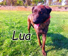 LUA, Hund, Mischlingshund in Portugal - Bild 6