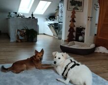 JOHAN, Hund, Mischlingshund in Bad Aibling - Bild 2