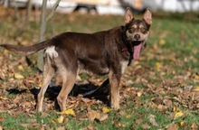 ERYK, Hund, Mischlingshund in Polen - Bild 2
