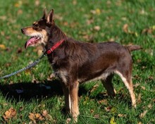 ERYK, Hund, Mischlingshund in Polen - Bild 4