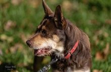 ERYK, Hund, Mischlingshund in Polen - Bild 5