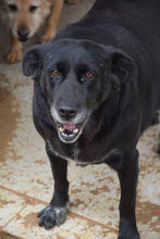 BLACKY, Hund, Mischlingshund in Portugal - Bild 2