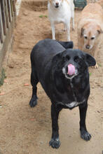 BLACKY, Hund, Mischlingshund in Portugal - Bild 3