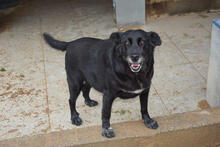 BLACKY, Hund, Mischlingshund in Portugal - Bild 4