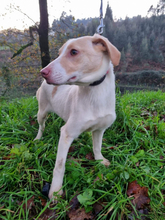 LEO, Hund, Mischlingshund in Portugal - Bild 5