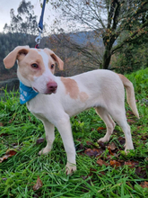 LEO, Hund, Mischlingshund in Portugal - Bild 8
