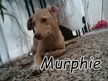MURPHIE, Hund, Mischlingshund in Portugal - Bild 1