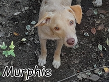 MURPHIE, Hund, Mischlingshund in Portugal - Bild 2