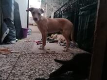 MURPHIE, Hund, Mischlingshund in Portugal - Bild 3