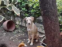 MURPHIE, Hund, Mischlingshund in Portugal - Bild 4