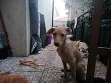 MURPHIE, Hund, Mischlingshund in Portugal - Bild 5