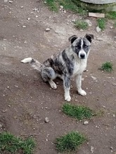 LORD, Hund, Mischlingshund in Rumänien - Bild 1
