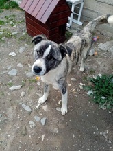 LORD, Hund, Mischlingshund in Rumänien - Bild 2