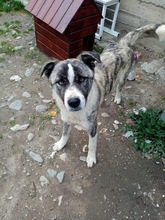 LORD, Hund, Mischlingshund in Rumänien - Bild 3