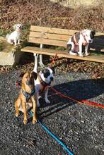 JASPER, Hund, Mischlingshund in Liebenau - Bild 12