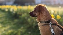JASPER, Hund, Mischlingshund in Liebenau - Bild 16