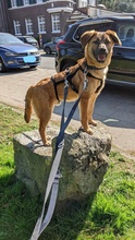 JASPER, Hund, Mischlingshund in Liebenau - Bild 18