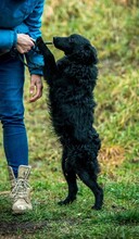 MAHJONG, Hund, Mudi-Mix in Ungarn - Bild 2