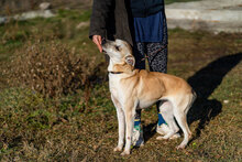 SIMBA, Hund, Mischlingshund in Berlin - Bild 10