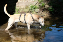 SIMBA, Hund, Mischlingshund in Berlin - Bild 3