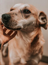 SIMBA, Hund, Mischlingshund in Berlin - Bild 7