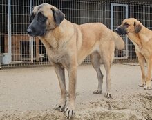 BREE, Hund, Mischlingshund in Kroatien - Bild 10