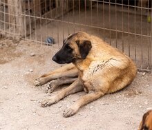 BREE, Hund, Mischlingshund in Kroatien - Bild 11