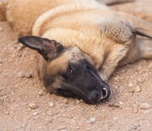 BREE, Hund, Mischlingshund in Kroatien - Bild 13