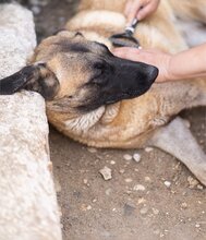 BREE, Hund, Mischlingshund in Kroatien - Bild 14