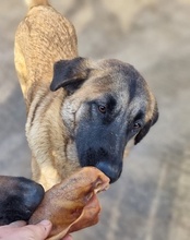 BREE, Hund, Mischlingshund in Kroatien - Bild 15