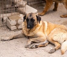 BREE, Hund, Mischlingshund in Kroatien - Bild 16