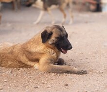 BREE, Hund, Mischlingshund in Kroatien - Bild 17