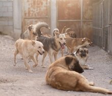BREE, Hund, Mischlingshund in Kroatien - Bild 18