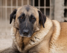 BREE, Hund, Mischlingshund in Kroatien - Bild 3