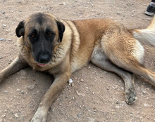 BREE, Hund, Mischlingshund in Kroatien - Bild 4