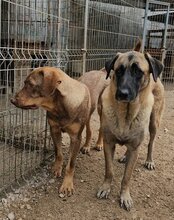 BREE, Hund, Mischlingshund in Kroatien - Bild 7