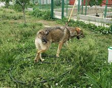 BALOU, Hund, Mischlingshund in Günzach - Bild 6