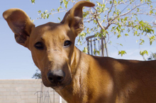 JUEVES, Hund, Mischlingshund in Spanien - Bild 1