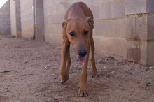 JUEVES, Hund, Mischlingshund in Spanien - Bild 3