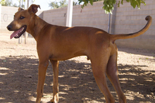 JUEVES, Hund, Mischlingshund in Spanien - Bild 4