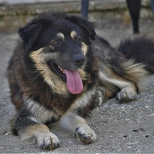 MILOW, Hund, Mischlingshund in Griechenland - Bild 1