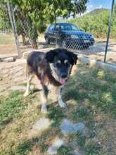 MILOW, Hund, Mischlingshund in Griechenland - Bild 11