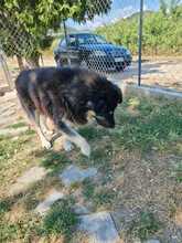 MILOW, Hund, Mischlingshund in Griechenland - Bild 12