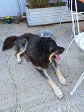 MILOW, Hund, Mischlingshund in Griechenland - Bild 13